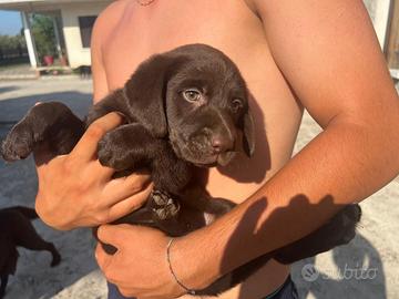 Labrador Retriever