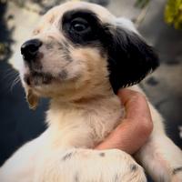 Cucciola di setter inglese femmina