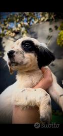 Cucciola di setter inglese femmina