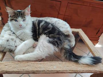 Maine Coon maschio