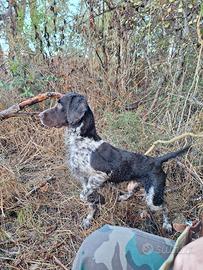 Springer spaniel maschio per monta