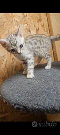 Cuccioli bengala snow e silver
