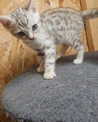 Cuccioli bengala snow e silver