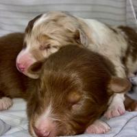 Cuccioli Australian shepherd pastore australiano