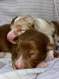 Cuccioli Australian shepherd pastore australiano