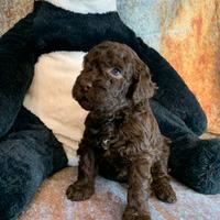 Cuccioli di Lagotto romagnolo con pedigree