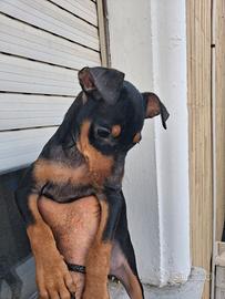 cucciolo di razza pinscher nero focato. 