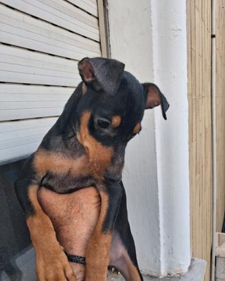 cucciolo di razza pinscher nero focato. 
