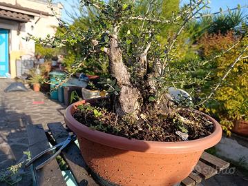 prebonsai olivastro