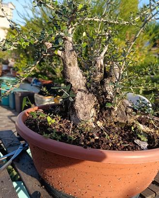 prebonsai olivastro