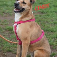 Cani da adottare in canile a Roma nord