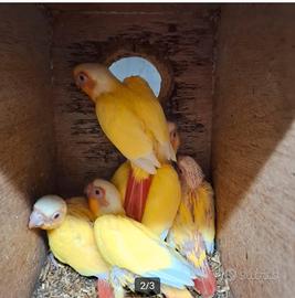 Pyrrhura Lutino Cremino Split ino Prenotazini 2026