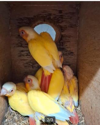 Pyrrhura Lutino Cremino Split ino Prenotazini 2026