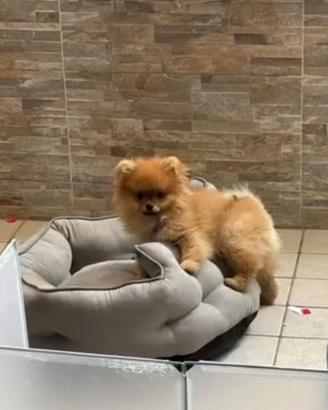 Spitz pomerania