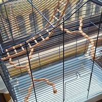 gabbia con piedistallo