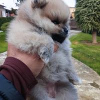 Spitz tedesco nano