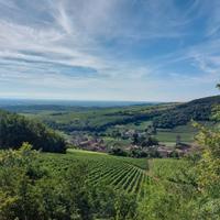 Sommelier/addetto visite in cantina