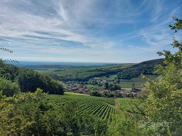 Sommelier/addetto visite in cantina