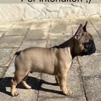 Bouledogue Francese pedigree Enci