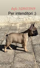 Bouledogue Francese pedigree Enci