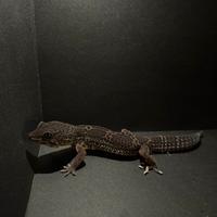 Geco Leopardino Black Night