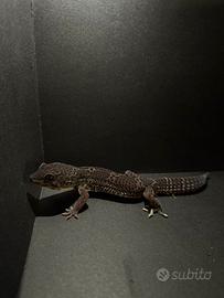 Geco Leopardino Black Night