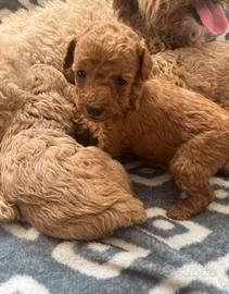 Cuccioli di barboncini mini toy M e F