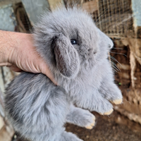 Coniglietti ariete nani