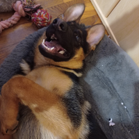 Pastore tedesco femmina