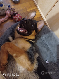 Pastore tedesco femmina