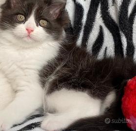 Gattina persiana doll face FEMMINA