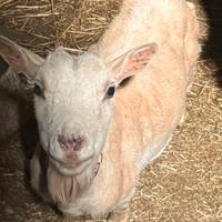 Capra femmina