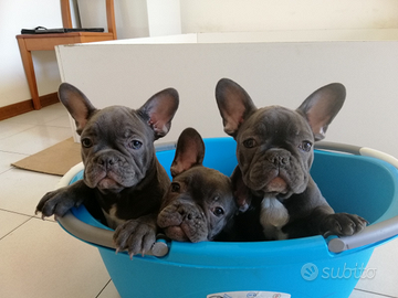 Cuccioli di Bulldog Francese Blu