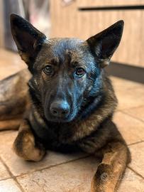 Pastore tedesco da lavoro