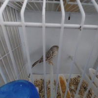 Coppia di canarini agata topazio