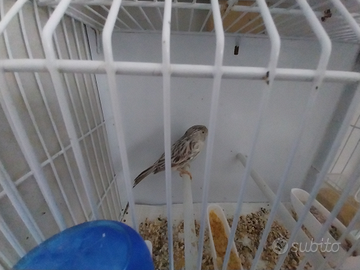 Coppia di canarini agata topazio