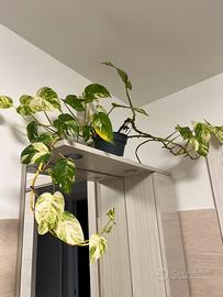 Pianta pothos