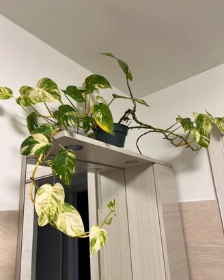 Pianta pothos