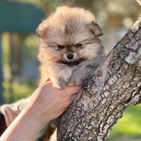 Cucciolo di spitz pomerania