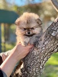 Cucciolo di spitz pomerania
