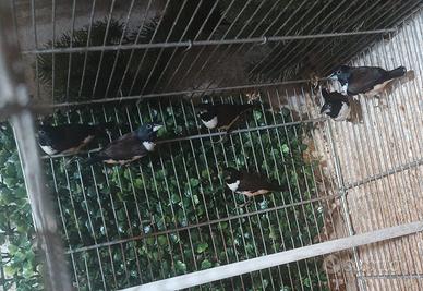 Spermestes fringilloides due coppie e femmine