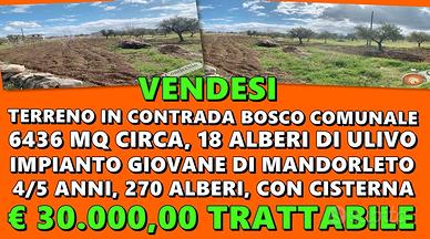 Mandorleto nuovo impianto