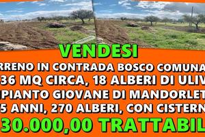 Mandorleto nuovo impianto