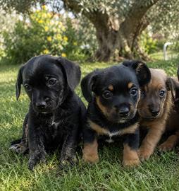 Cuccioli mix bassotto / cocker