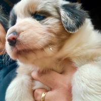 Cucciola Australian Shepherd Pastore Australiano