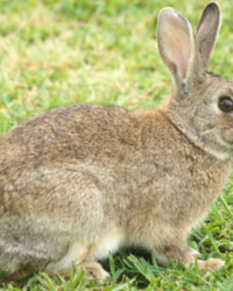 Coniglio