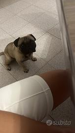 Carlino