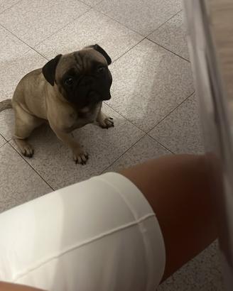 Carlino