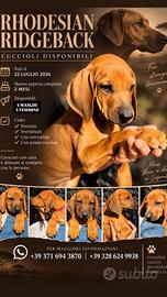 Cuccioli Rhodesian Ridgeback - 4 Maschi 3 Femmine