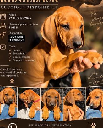 Cuccioli Rhodesian Ridgeback - 4 Maschi 3 Femmine
